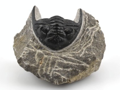 trilobit prava fosilie 29