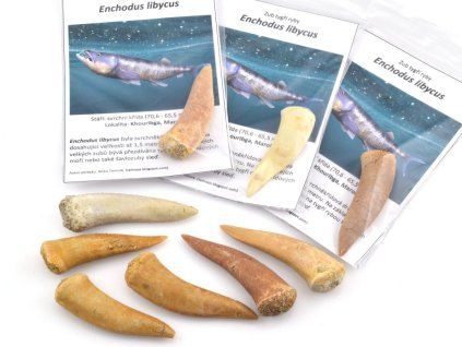 Zkamenělé zuby tygří ryby Enchodus libycus se šavlovitým tvarem, stáří svrchní křída.