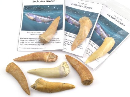 Pravé fosilní zuby Enchodus libycus 5–6 cm na prodej.