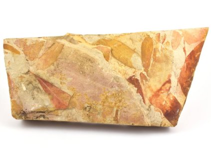 glossopteris fosilni listy 5