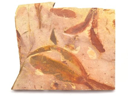 glossopteris fosilni listy 7