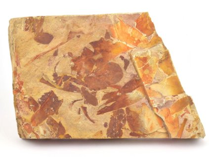 glossopteris fosilni listy 17