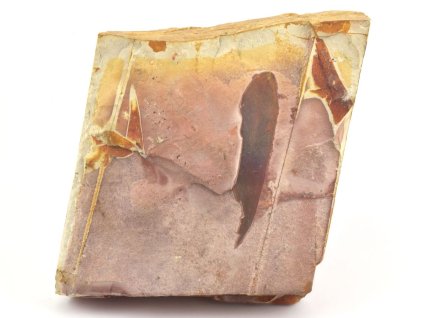 glossopteris fosilni listy 19