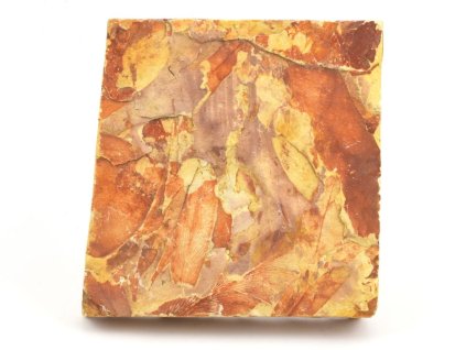glossopteris fosilni listy 29