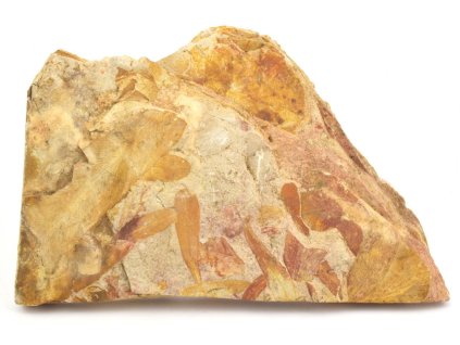 glossopteris fosilni listy 30