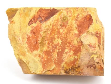 glossopteris fosilni listy 31