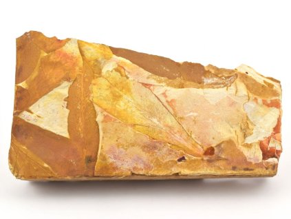 glossopteris fosilni listy 32