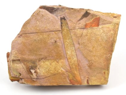 glossopteris fosilni listy 33