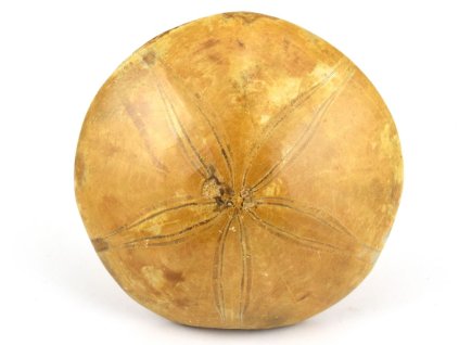 jezovka fosilie pygurus 2