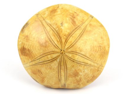 jezovka fosilie pygurus 3