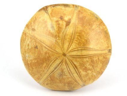 jezovka fosilie pygurus 4