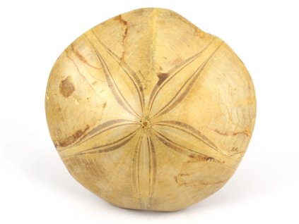 jezovka fosilie pygurus 7