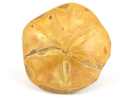 jezovka fosilie pygurus 8