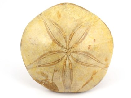 jezovka fosilie pygurus 9