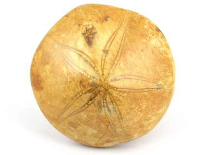 jezovka fosilie pygurus 18