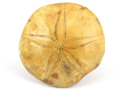 jezovka fosilie pygurus 20