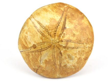 jezovka fosilie pygurus 32