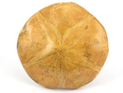 jezovka fosilie pygurus 34