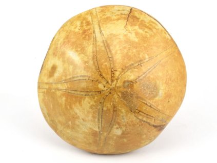 jezovka fosilie pygurus 35