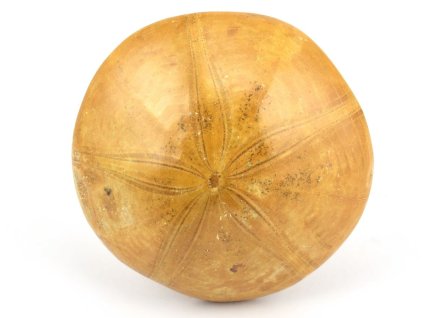 jezovka fosilie pygurus 36