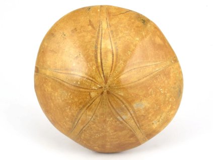 jezovka fosilie pygurus 38