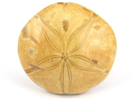 jezovka fosilie pygurus 39