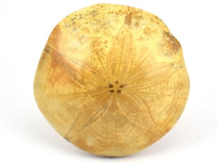 jezovka fosilie pygurus 40