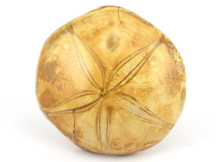 jezovka fosilie pygurus 44