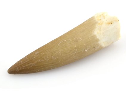 plesiosaurus zub 46a