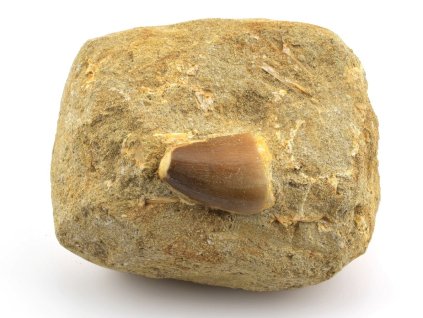 mosasaurus zub hornina 2