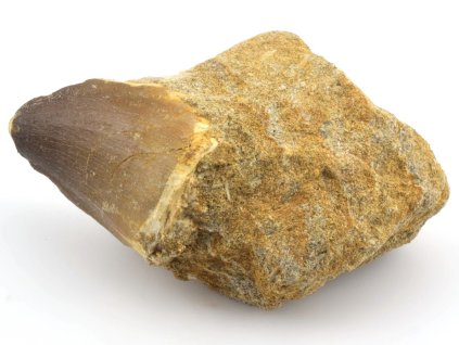 mosasaurus zub hornina 42b