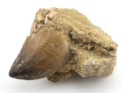 mosasaurus zub hornina 44