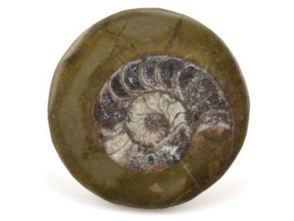 goniatit placicka 2