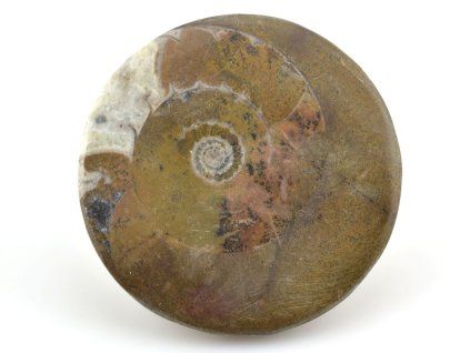 goniatit placicka 3