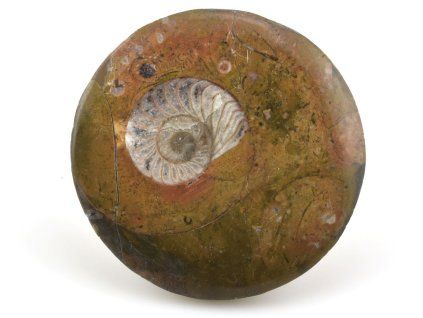 goniatit placicka 5