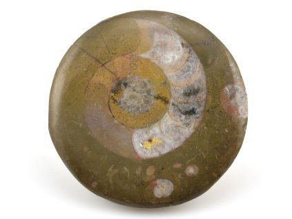 goniatit placicka 6