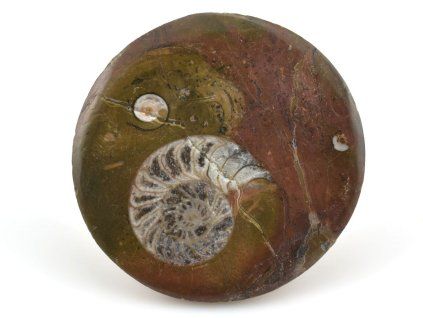 goniatit placicka 9