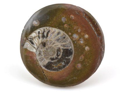 goniatit placicka 13