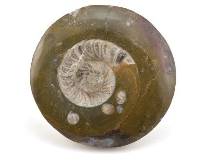 goniatit placicka 14