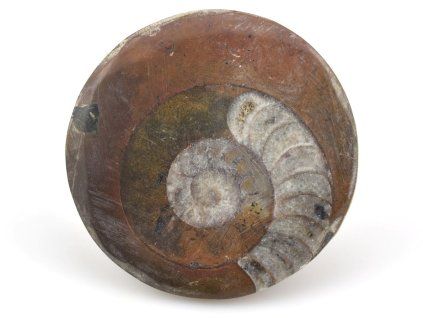 goniatit placicka 15