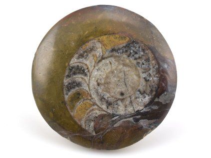 goniatit placicka 16