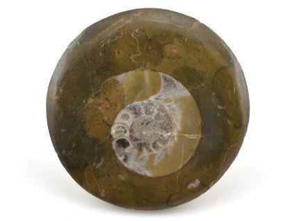 goniatit placicka 18
