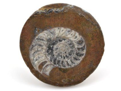 goniatit placicka 19