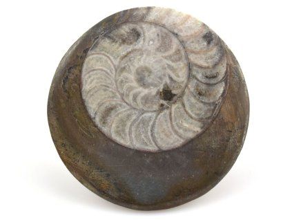 goniatit placicka 20