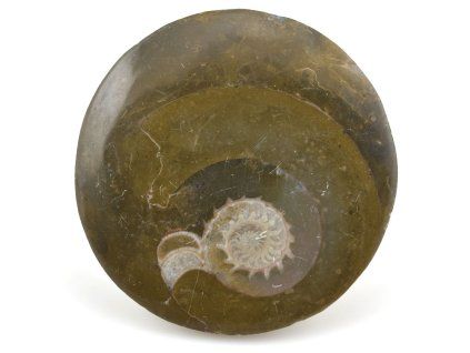 goniatit placicka 21