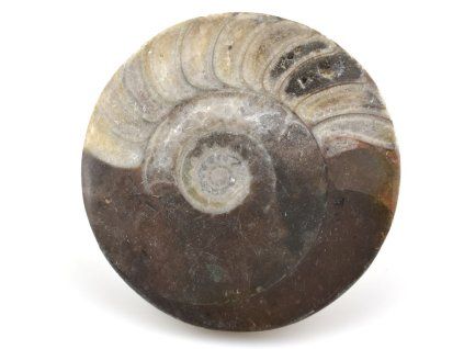 goniatit placicka 22