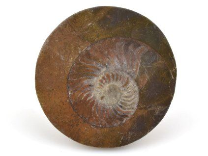 goniatit placicka 23