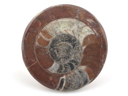 goniatit placicka 24