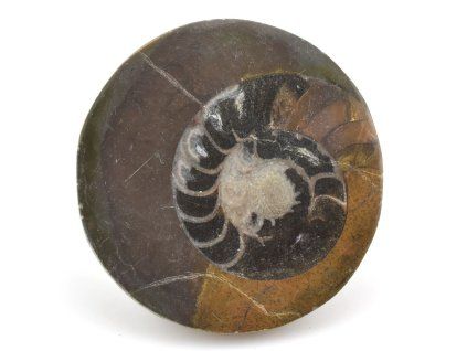 goniatit placicka 25