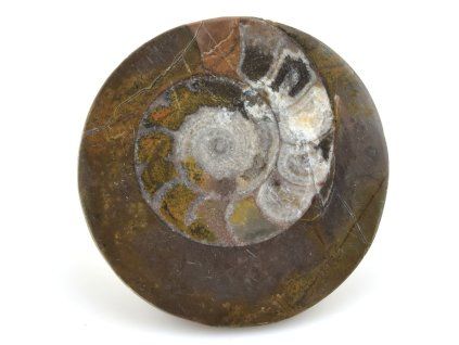 goniatit placicka 26